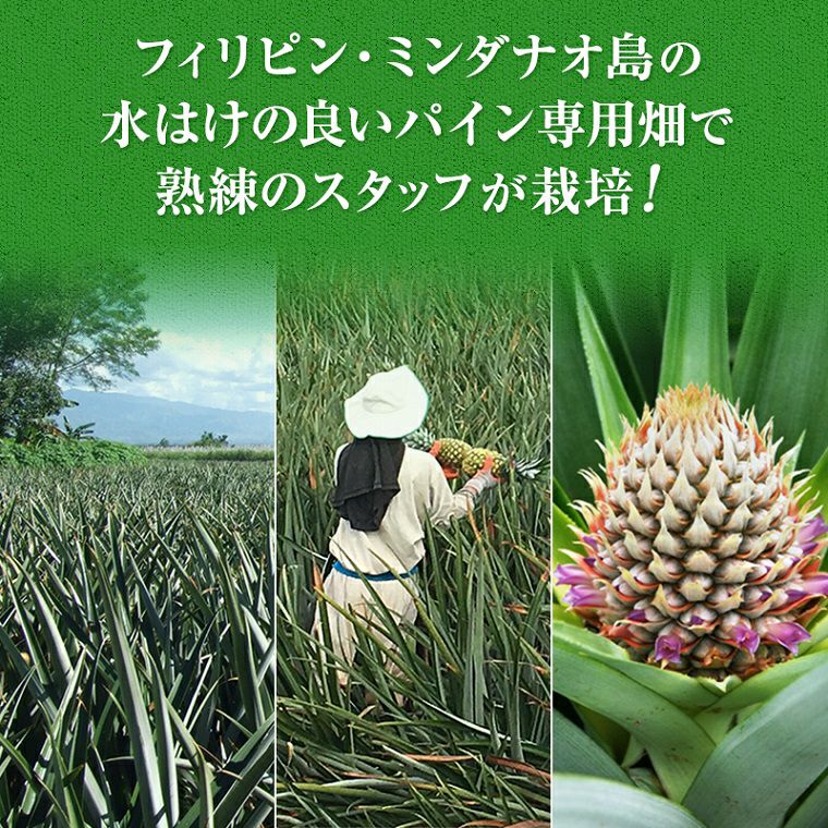 葉無し小玉 甘熟王パイン 20玉 | スミフルの美味しいマルシェ