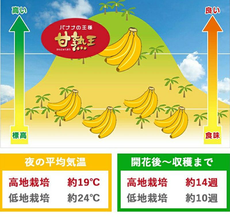スミフル 甘熟王 通販 バナナ オフィス