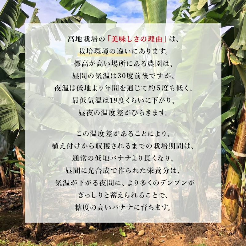 スミフル 甘熟王 通販 バナナ オフィス 大量