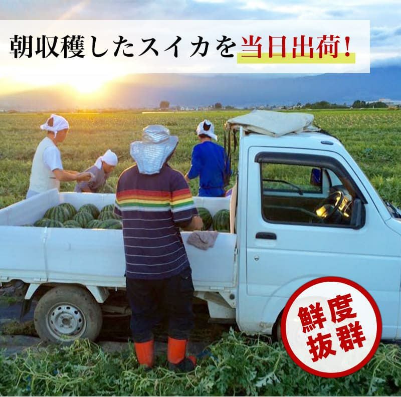 幻のすいか！金色羅皇 1玉 | スミフルの美味しいマルシェ
