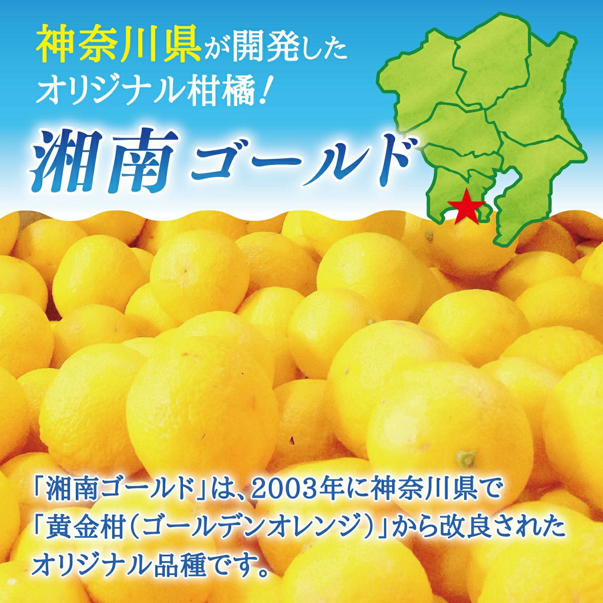 湘南ゴールド 約2.0kg | スミフルの美味しいマルシェ