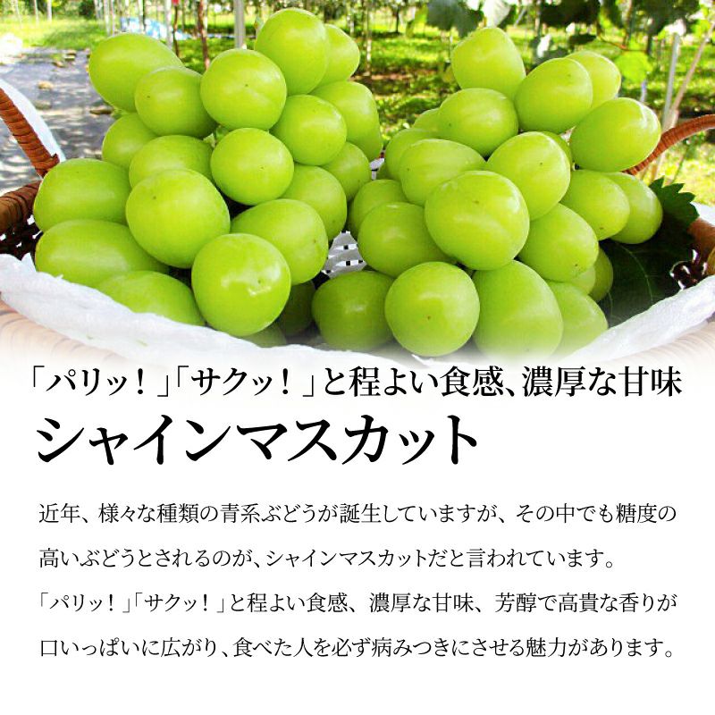 シャインマスカット ナガノパープル 通販 タマファーム