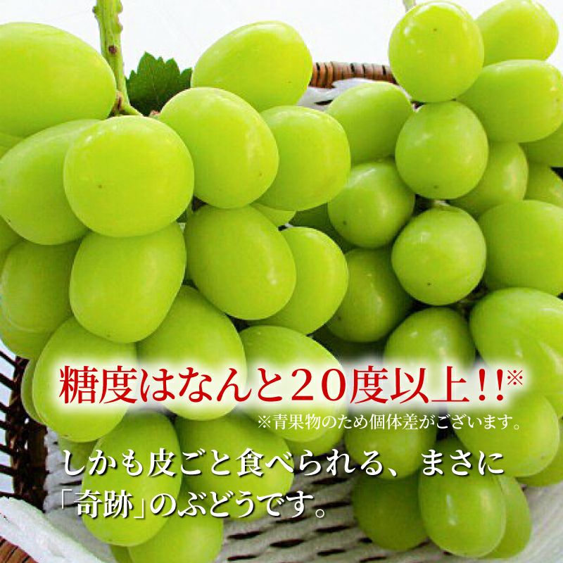 シャインマスカット ナガノパープル 通販 タマファーム