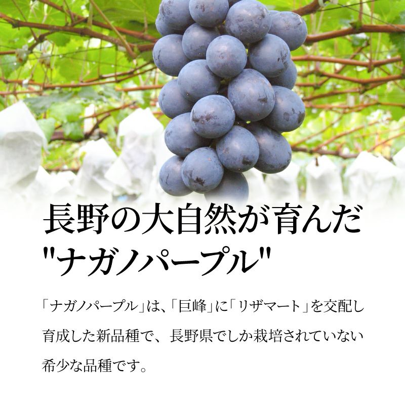 シャインマスカット ナガノパープル 通販 タマファーム