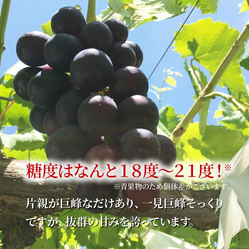 シャインマスカット ナガノパープル 通販 タマファーム