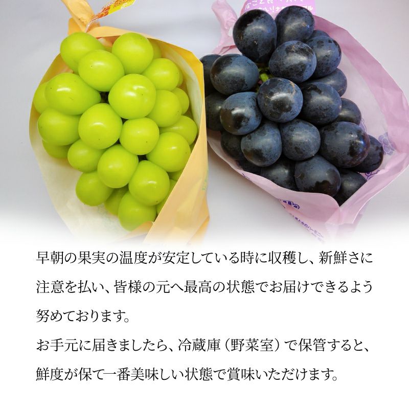 シャインマスカット ナガノパープル 通販 タマファーム