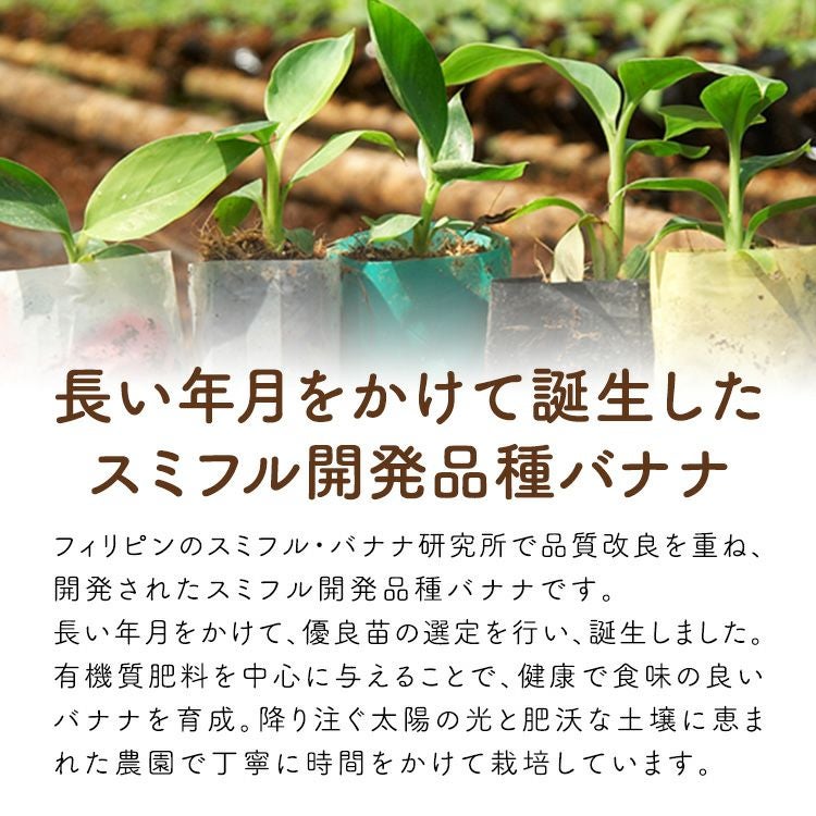 スミフル開発品種 バナップル りんご リンゴ