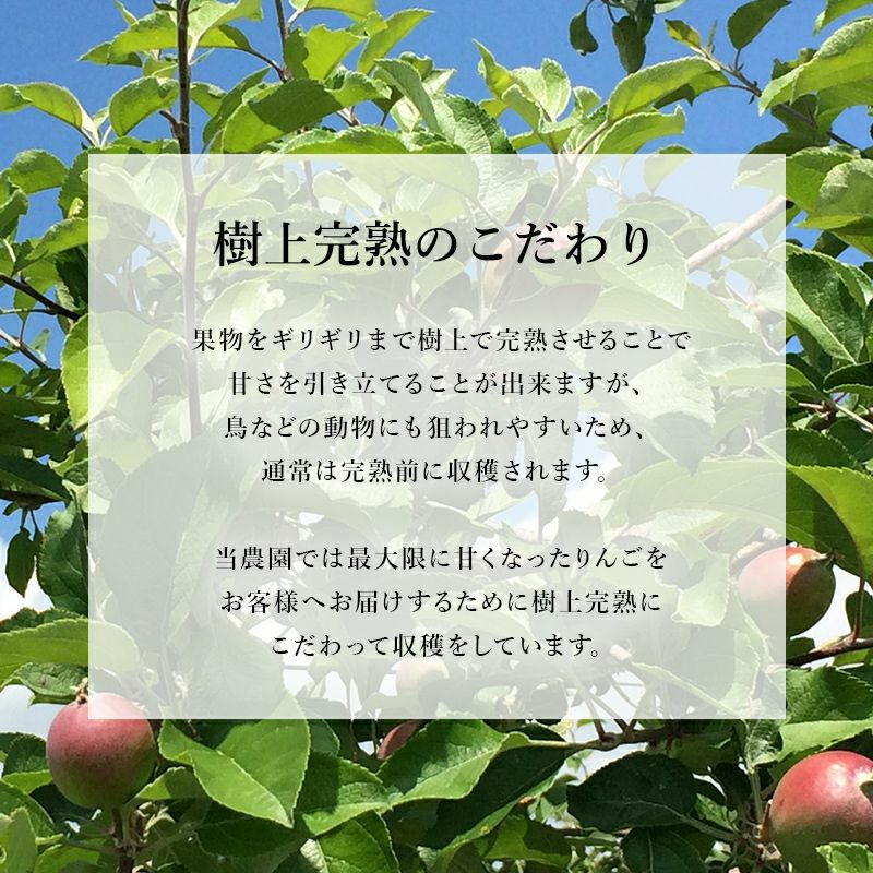 完熟りんご 約3kg(むぎわらぼうし) | スミフルの美味しいマルシェ