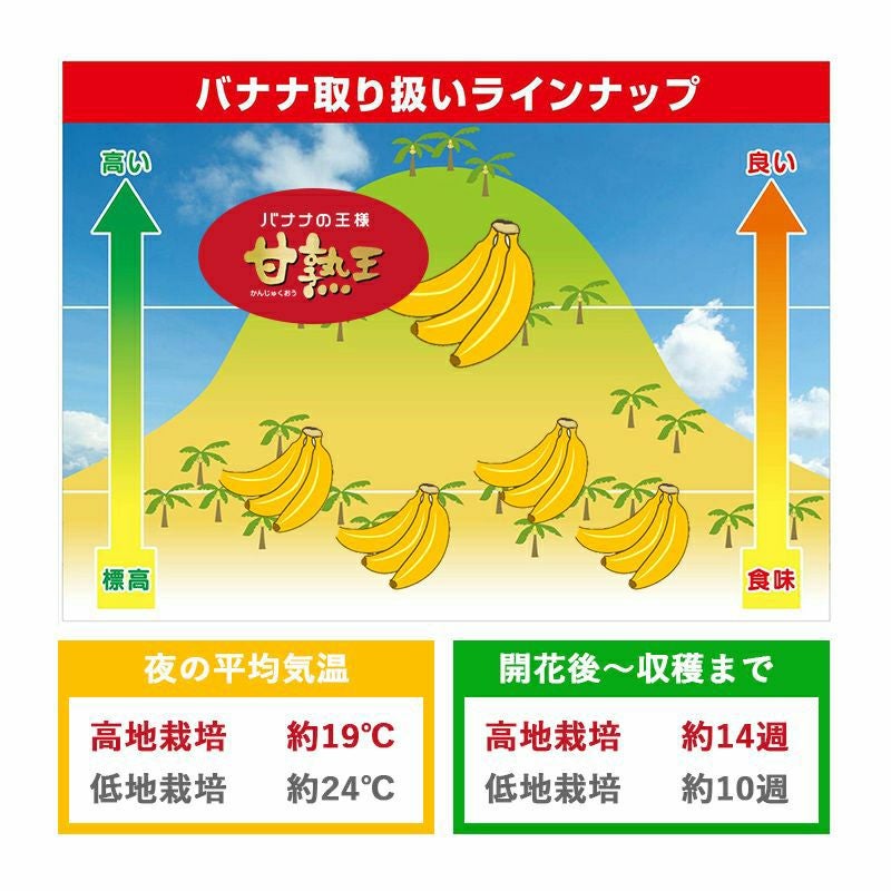 スマイル甘熟王バナナ 約10kg | スミフルの美味しいマルシェ