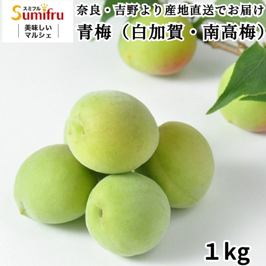 特別栽培 青梅 1kg 白加賀 南高梅 | スミフルの美味しいマルシェ