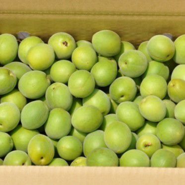 特別栽培 青梅 1kg 白加賀 南高梅 | スミフルの美味しいマルシェ